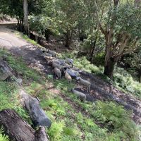   at Farm Animal Rescue in Dayboro