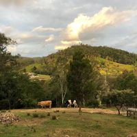 Farm animal rescue at Farm Animal Rescue in Dayboro