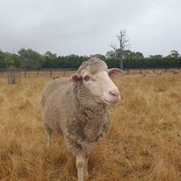  at Edgar's Mission in Lancefield
