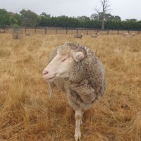 at Edgar's Mission in Lancefield