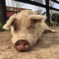 Princess, one of the gorgeous piggy residents at Edgar's Mission in Lancefield