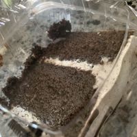 Oreo cake from vegan treats  at Troy's Italian Kitchen in Arlington
