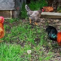  at Greener Pastures Sanctuary in Waroona