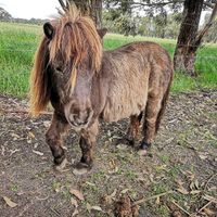  at Greener Pastures Sanctuary in Waroona