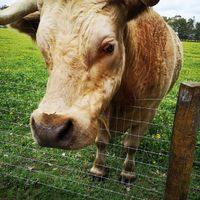  at Greener Pastures Sanctuary in Waroona
