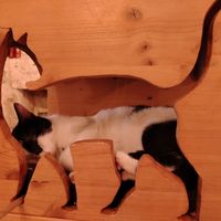 Gattino che dorme at La Compagnie des Chats in Avignon