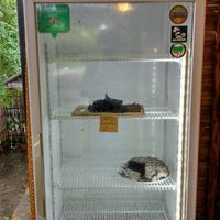 Fridge at Blossom Cafe in Pai