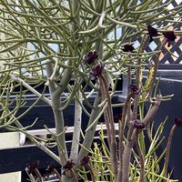 The succulent garden is so nice 🥰  at Vegan Popup By XMarket in Venice