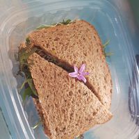 Vegan veggie sandwich- delicious!!! at The Sunrise Shack - Honolulu in Honolulu