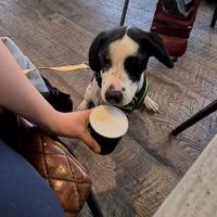 Puppacino! at The Cove in Gourock