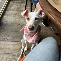   at Oliver's Pantry in Ripon