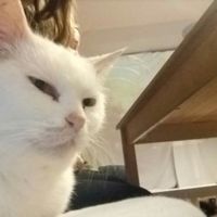 I made a little cat friend. Her name is Bullet. X x at Mog on the Tyne in Newcastle Upon Tyne