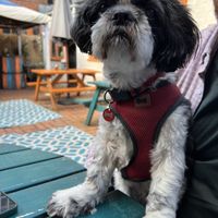 Dog friendly  at Paradiddles in Worcester