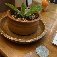 Yeah that's cute. at Doko Demo V in West Burleigh