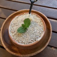 ‘Pot plant’ ice cream dessert (this version is gluten free too) at Doko Demo V in West Burleigh