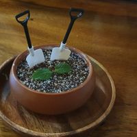 Pot Plant Icecream at Doko Demo V in West Burleigh