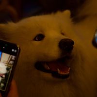not food, but this is their dog  at Marugoto Vegan Dining Asakusa in Tokyo