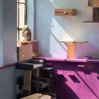 cat! at Alley Cat Cafe in Ithaca