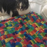 Jake LOVING his new catnip infused cat bed!! at Alley Cat Cafe in Ithaca