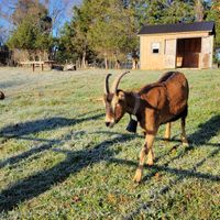 Goats! at Sundogs Bed and Breakfast in Shepherdstown