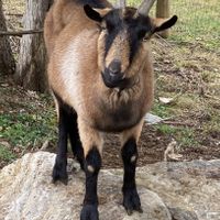 Sundogs B&B  at Sundogs Bed and Breakfast in Shepherdstown