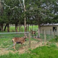 The goats!!! at Sundogs Bed and Breakfast in Shepherdstown