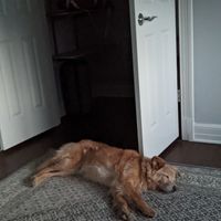 My dog passed out after a day of fun!!! at Sundogs Bed and Breakfast in Shepherdstown