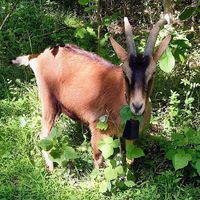 Broadway star goat at Sundogs Bed and Breakfast in Shepherdstown