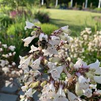   at Sundogs Bed and Breakfast in Shepherdstown