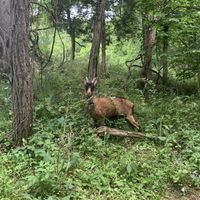   at Sundogs Bed and Breakfast in Shepherdstown