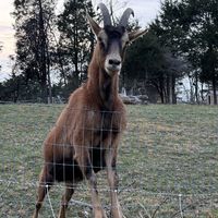   at Sundogs Bed and Breakfast in Shepherdstown