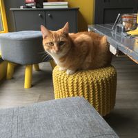 Friendly cat at KITTCHEN in Hawkshead