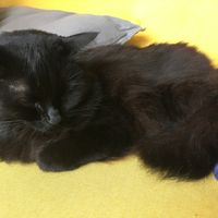 Snoozy cat at KITTCHEN in Hawkshead