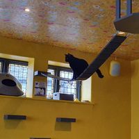 Happy cat! at KITTCHEN in Hawkshead