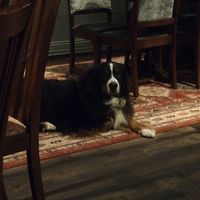 Dog friendly enough to welcome our big floofball who made herself at home! at The Old Stables in Arundel