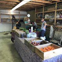 Music during market at Blue Hill Farmer's Market in Blue Hill