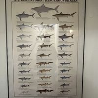 Not very vegan poster   at Coffee & Waves in Lagos