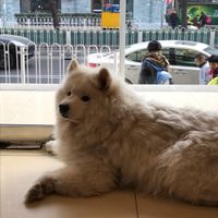 Sunny, the owners dog that waits by the door to greet customers ??❤️ at Taiping Old Farm  in Beijing