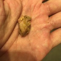 Slightly chewed chicken chunk found in my vegan bowl. at Chipotle in Lebec