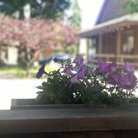 View from the patio   at Eve Olive in Nanaimo