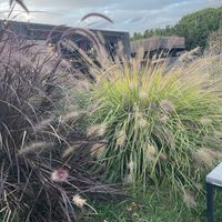   at Podere Arduino in Castagneto Carducci