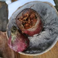 Stuffed onion at Podere Arduino in Castagneto Carducci