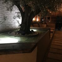 Garden outside at Salt in Tirana