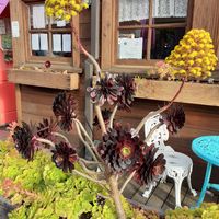 Succulent foliage at Fog Eater Cafe in Mendocino