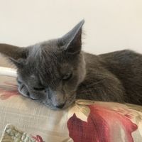 Sleepy time at Catnap Cafe in Christchurch