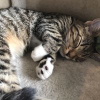 Adorable  at Catnap Cafe in Christchurch