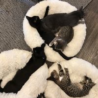 The favourite soft beds at Catnap Cafe in Christchurch