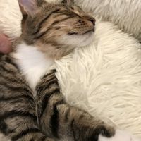 Purrrr at Catnap Cafe in Christchurch