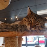  at Catnap Cafe in Christchurch