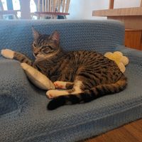  at Catnap Cafe in Christchurch